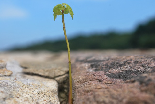 sprout-CC0.jpg